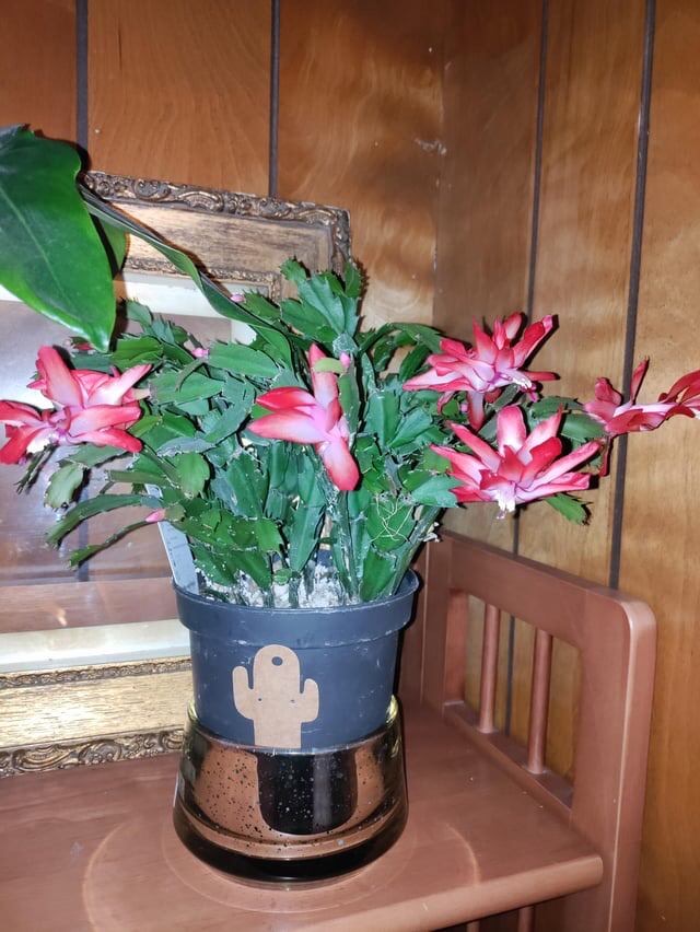 christmas cactus in bloom