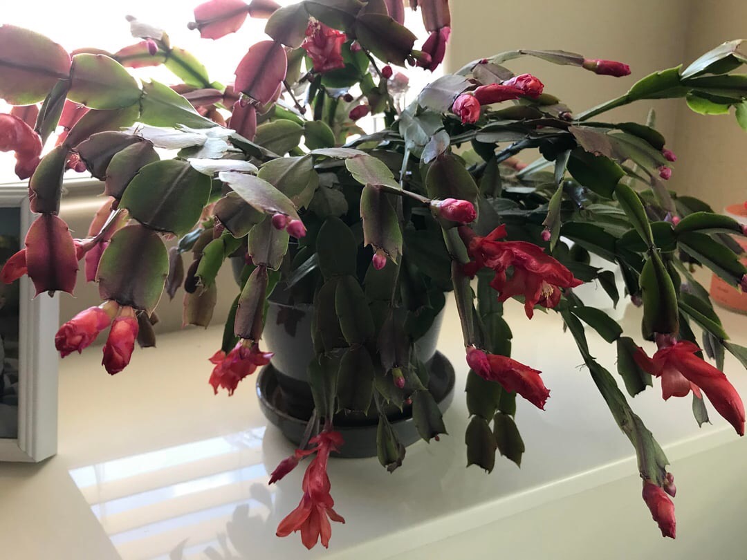 christmas cactus plant blooming