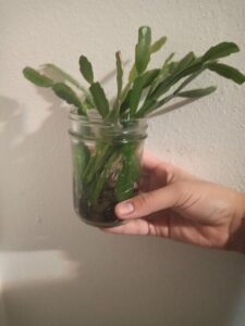 christmas cactus propagated in water