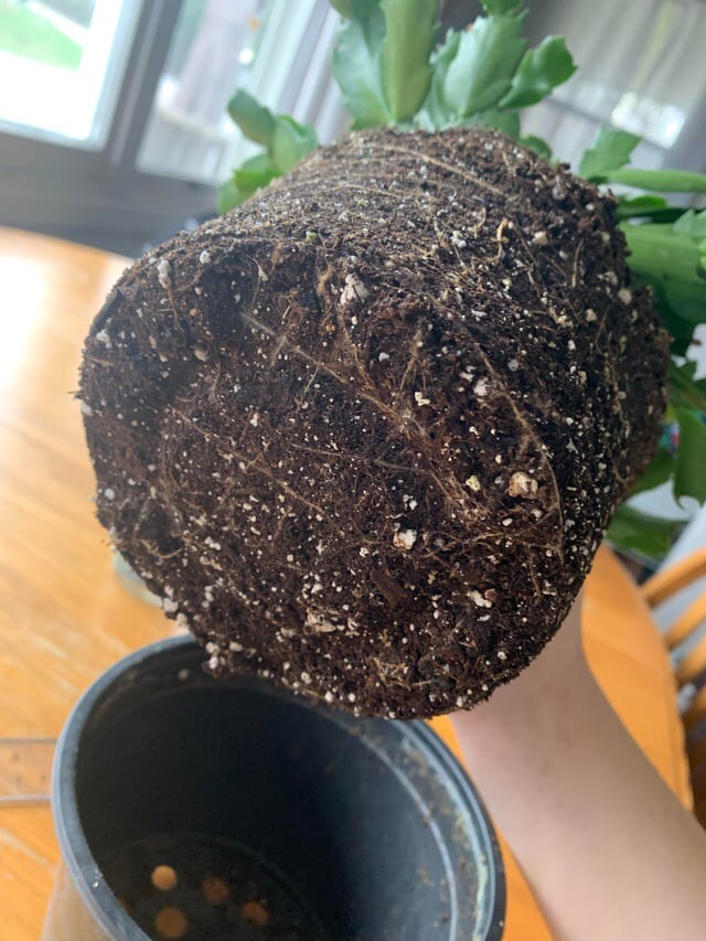 Christmas cactus removed from pot showing roots