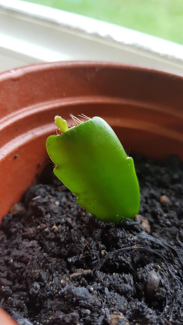 christmas cactus segment propagation