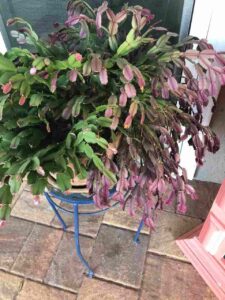 christmas cactus turning red