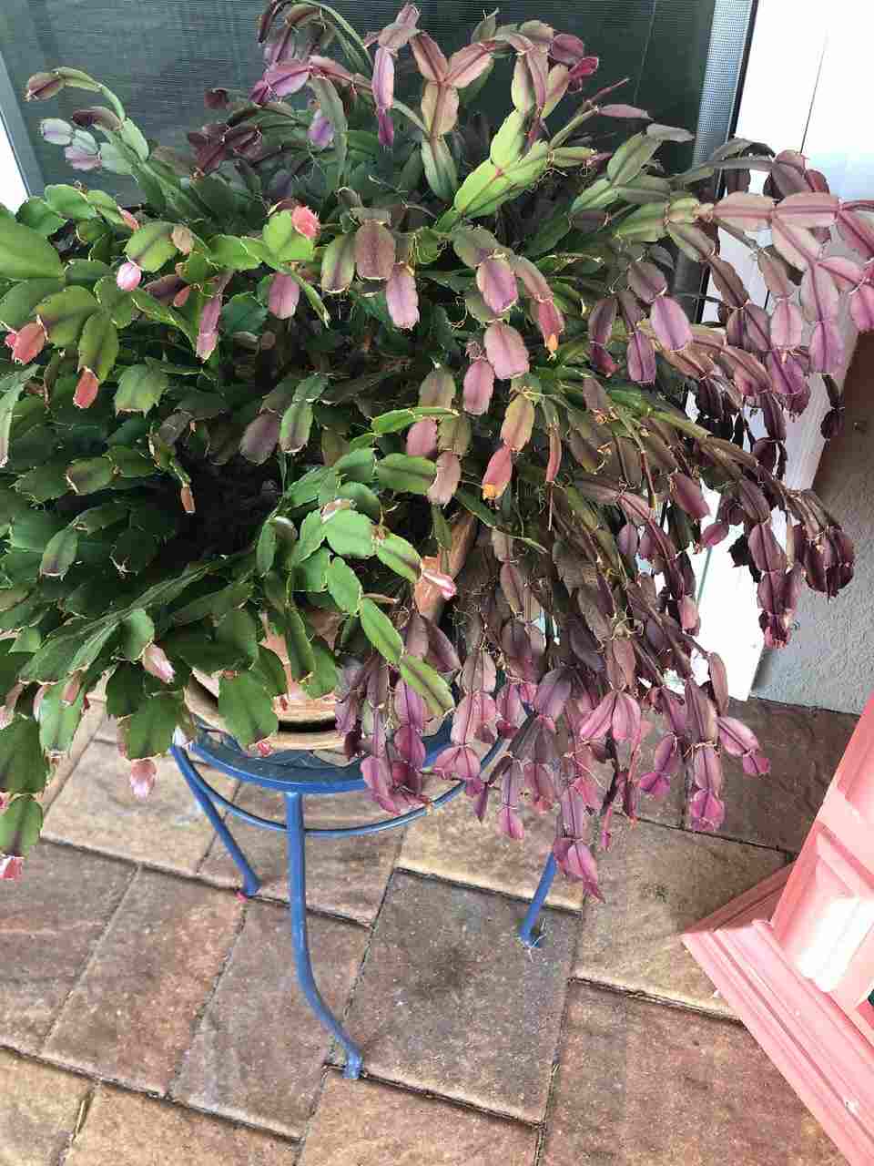 christmas cactus turning red