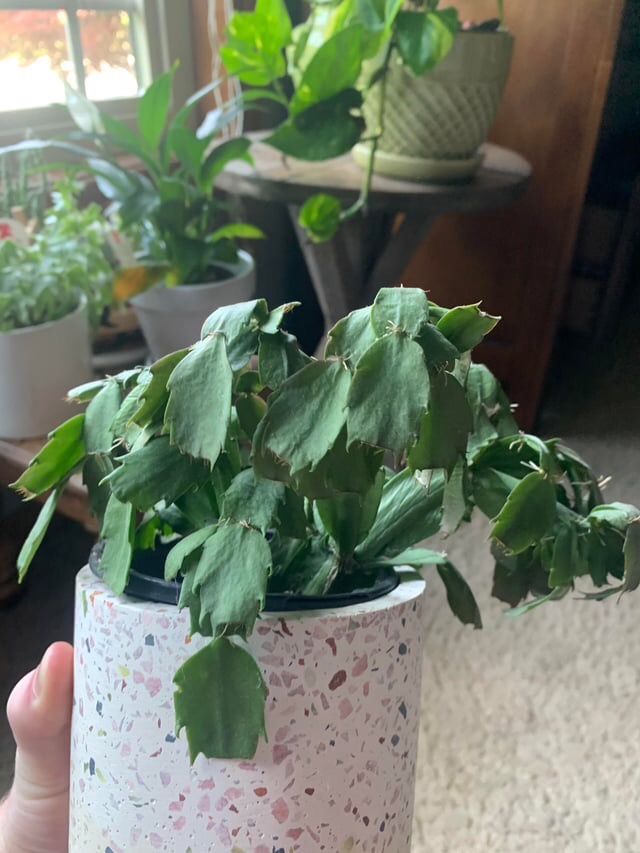 drooping christmas cactus