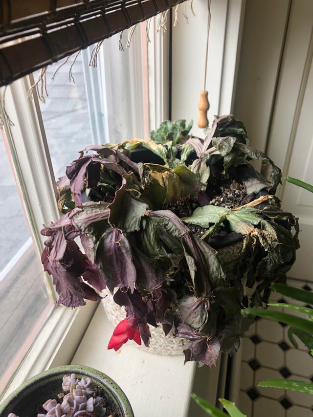 dying christmas cactus