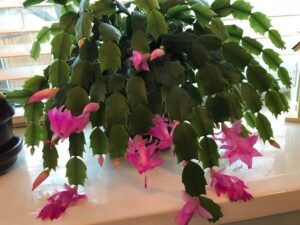 how to get a christmas cactus to bloom
