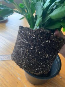 How to repot a Christmas cactus