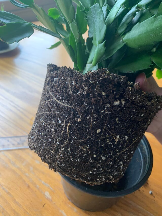How to repot a Christmas cactus