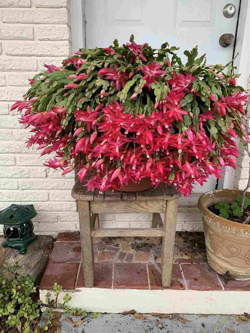 large blooming christmas cactus