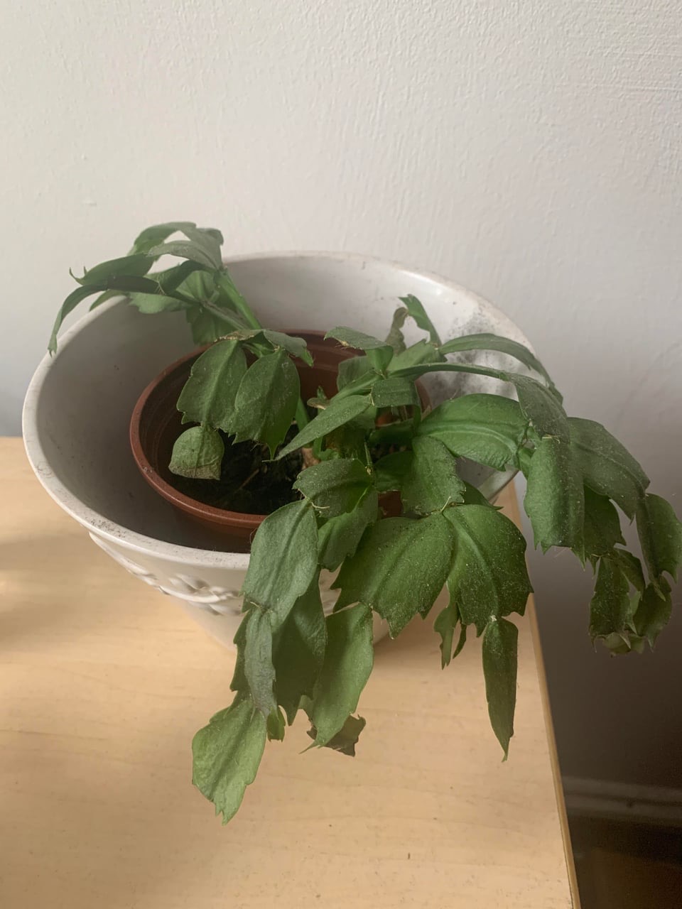 limp christmas cactus