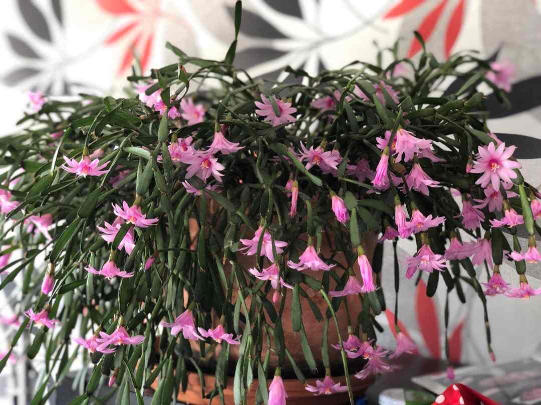 pink blooming christmas cactus