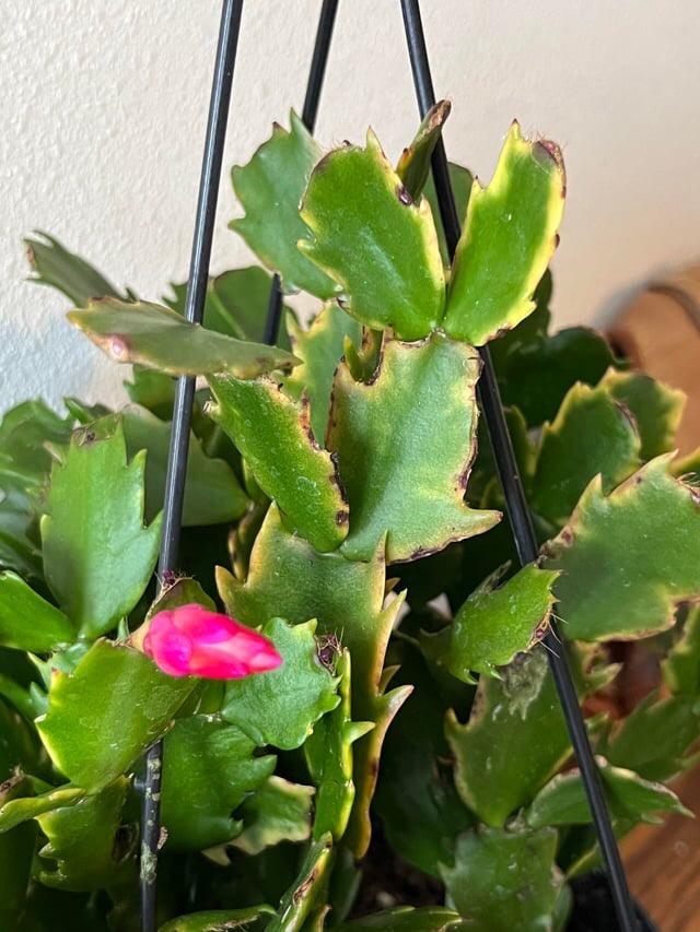 reasons for yellow Christmas cactus leaves
