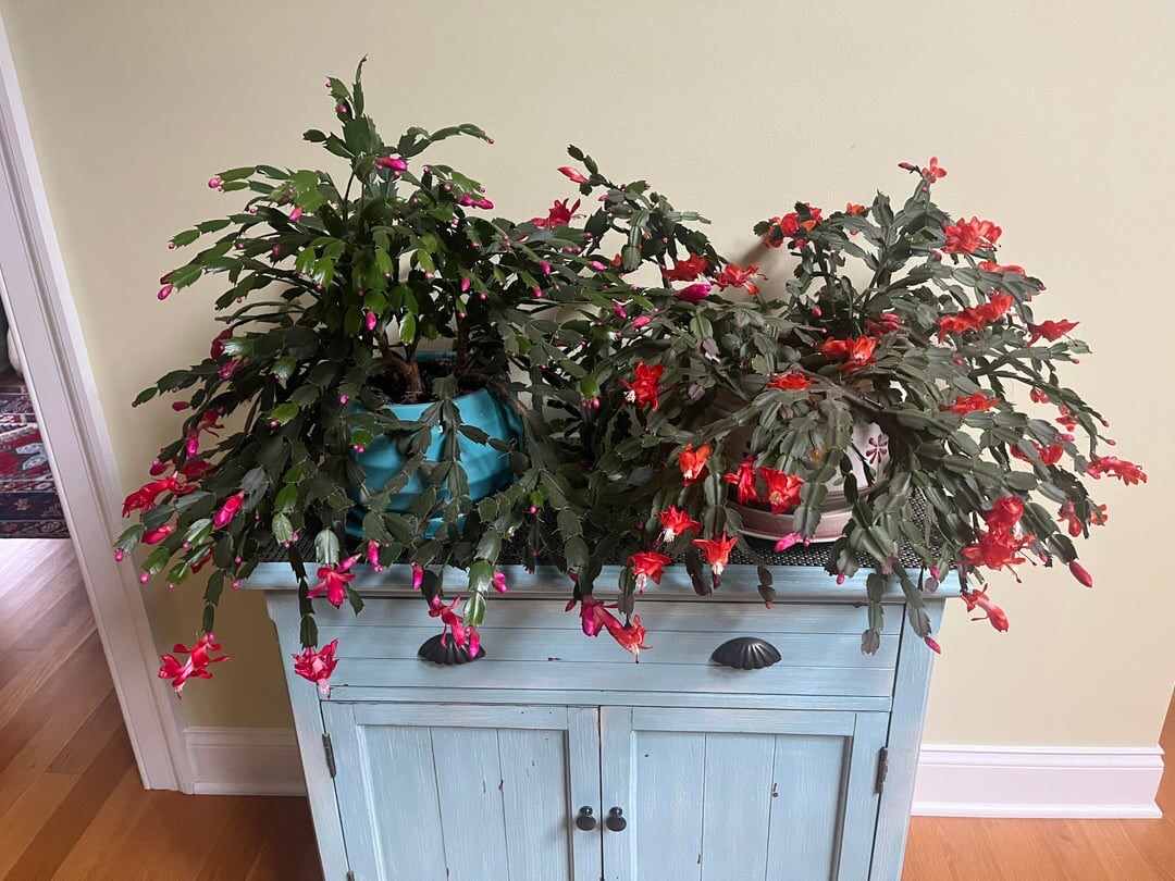 red blooming christmas cactus