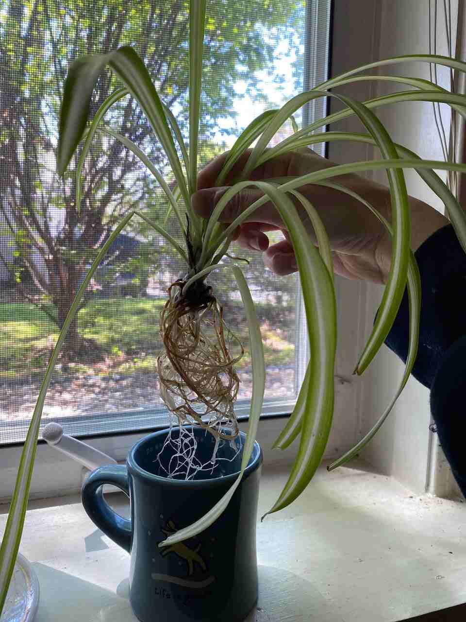spider plant baby in water