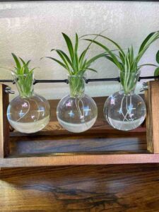 spider plants growing in water