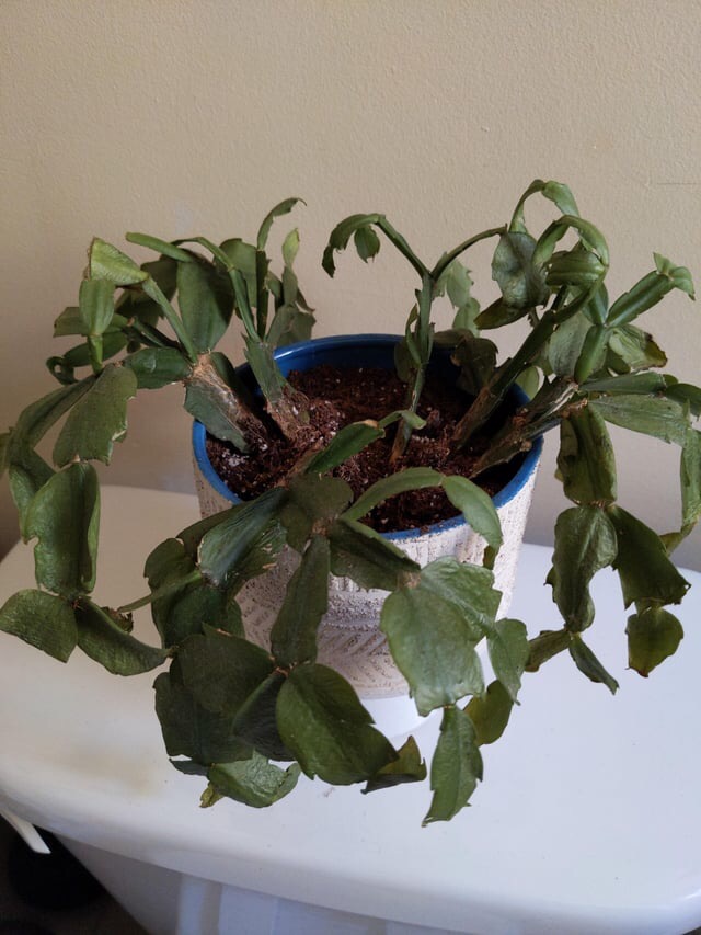 wilting christmas cactus