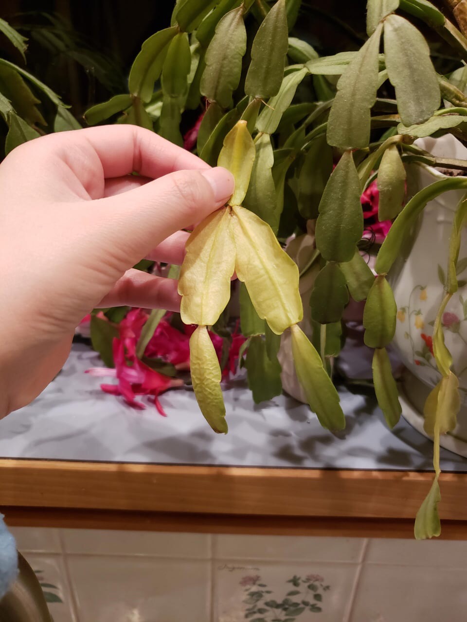 yellow Christmas cactus