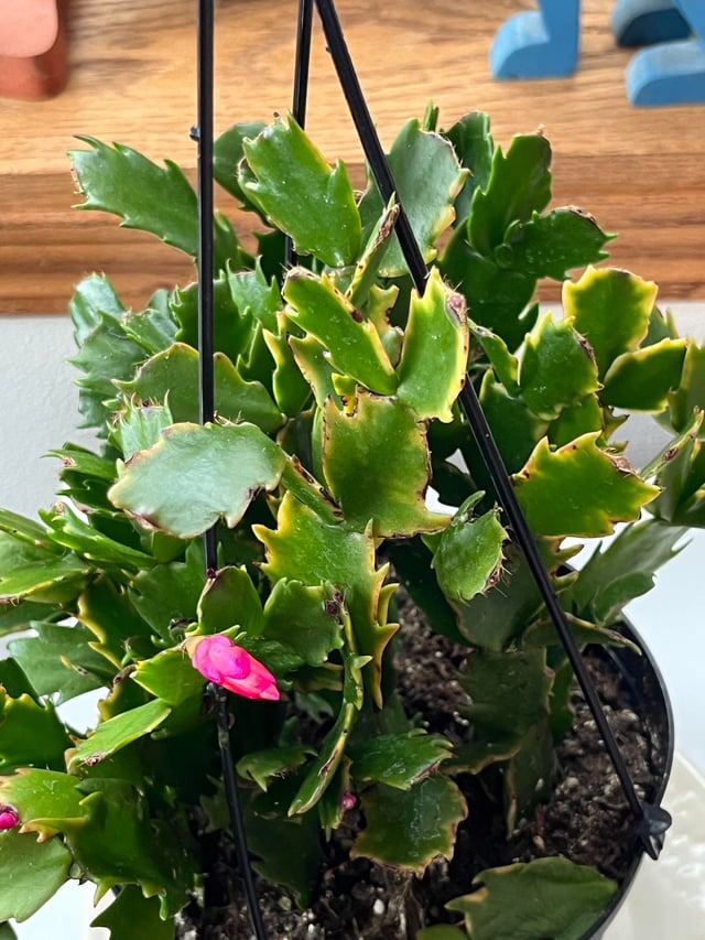 yellow tips on Christmas cactus leaves