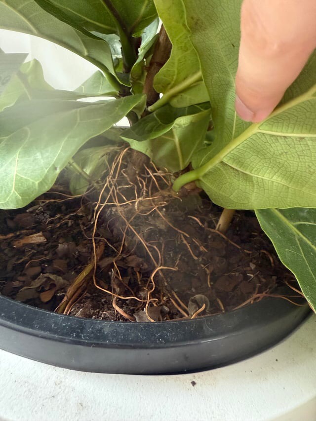 fiddle leaf fig repotting