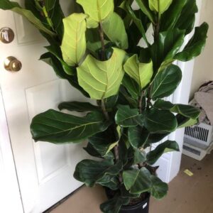 how to get a bushy fiddle leaf fig