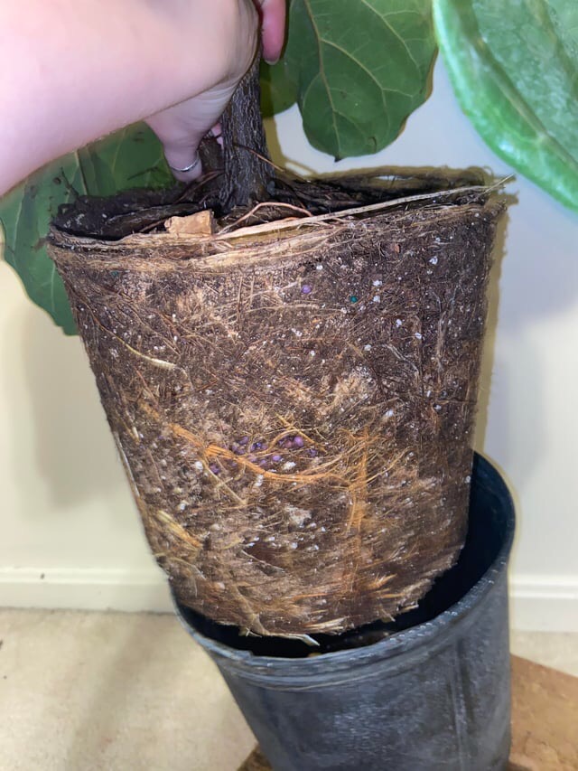 how to repot a fiddle leaf fig