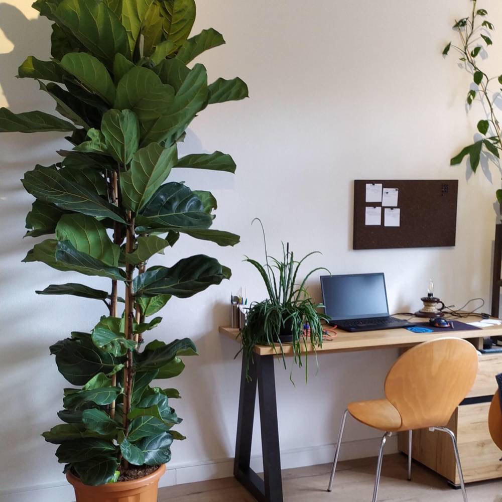 large and bushy fiddle leaf fig