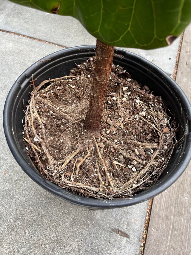 repot fiddle leaf fig roots