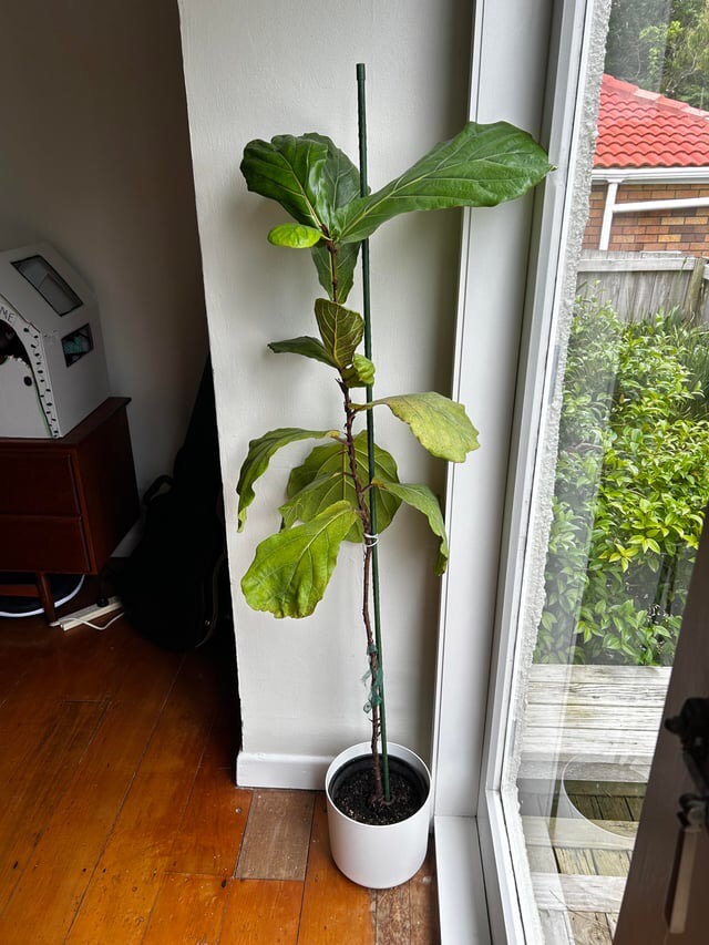 sparse fiddle leaf fig