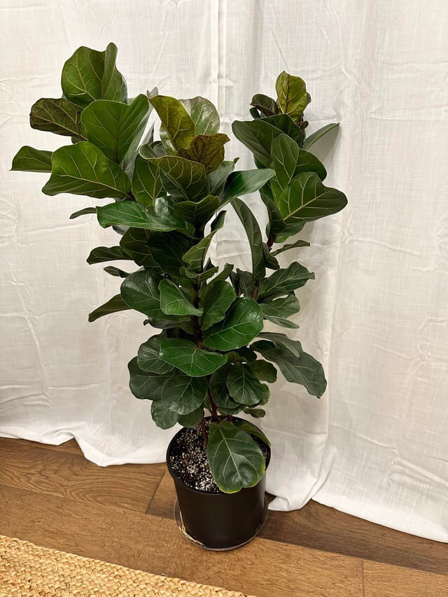 thick fiddle leaf fig