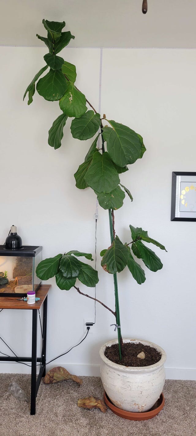 thin and long fiddle leaf fig